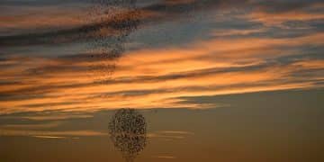 Avian Flock Dynamics: Predict Bird Behavior by Group Size & Movement - Cover Image