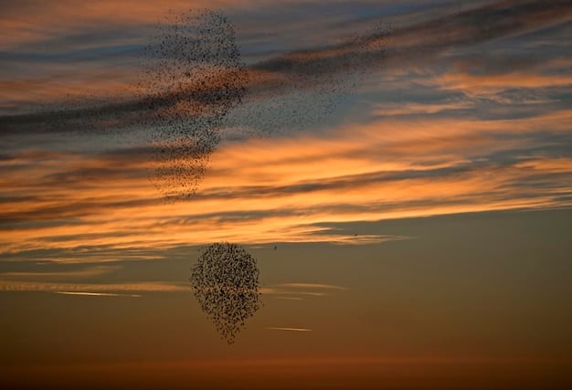 Avian Flock Dynamics: Predict Bird Behavior by Group Size & Movement