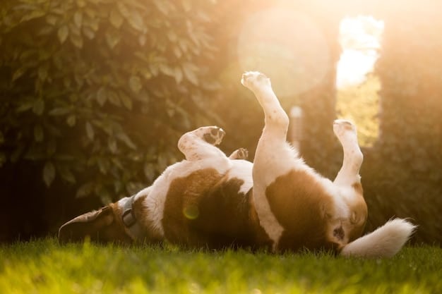 A golden retriever puppy playfully chasing its tail in a sunlit living room. The puppy's expression is one of pure joy and concentration.