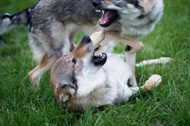 A litter of wolf pups playfully nipping at each other during a mock fight in a grassy field. The pups are exhibiting playful aggression and learning social boundaries.