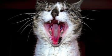 Decoding Cat Language: Understanding Feline Vocalizations This Year - Cover Image