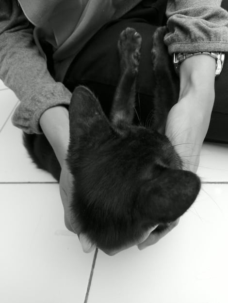 A photograph depicting a cat rubbing against a person's legs. The cat's tail is pointing upward, indicating happiness and contentment. The person is gently stroking the cat's head, showing affection. The setting is a brightly lit living room.