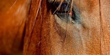 Understanding Equine Body Language: Key Postures & Signals - Cover Image