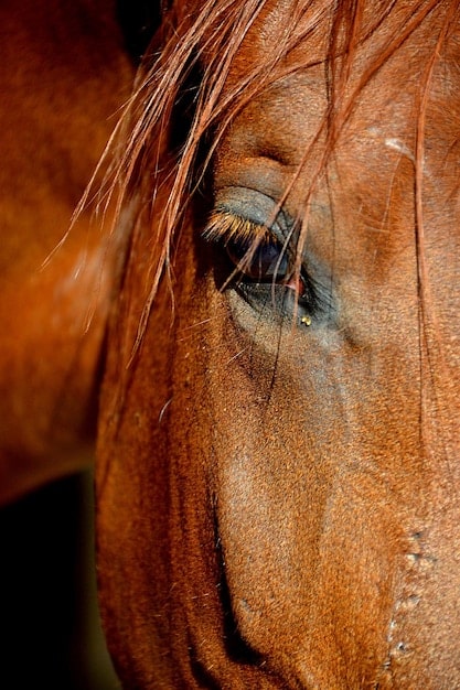 Understanding Equine Body Language: Key Postures & Signals
