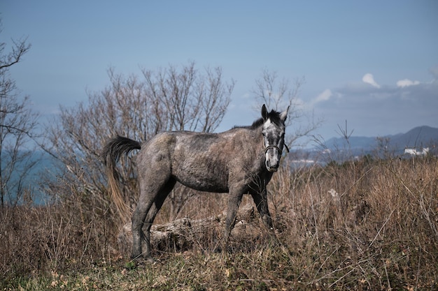 A wide shot of a horse standing in a pasture with its head lowered, tail relaxed, and one hind leg cocked, indicating a relaxed and comfortable posture. The horse is surrounded by green grass and a wooden fence.