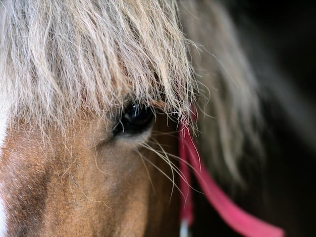 A close-up shot of a horse's eye showing the white of the eye (sclera) and tension around the eye socket, indicating stress or anxiety. The horse's ears are pinned back slightly.