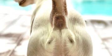 Decode Dog Tail Wags: 5 Hidden Emotion Shifts in 2025 - Cover Image