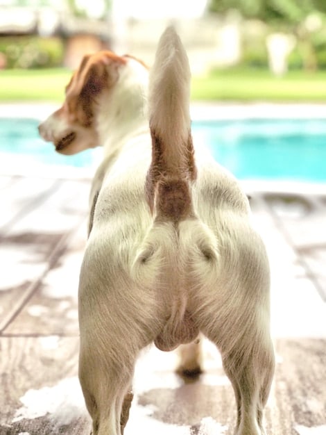 Decode Dog Tail Wags: 5 Hidden Emotion Shifts in 2025