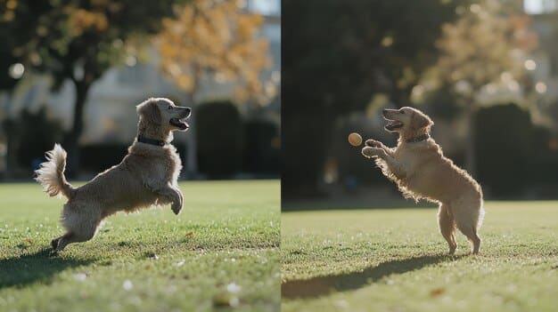 A split image showing two dogs: one with a rapidly wagging tail and a joyful expression, and another with a slowly wagging tail and a slightly apprehensive look. This illustrates the contrast between excitement and anxiety based on wag speed.