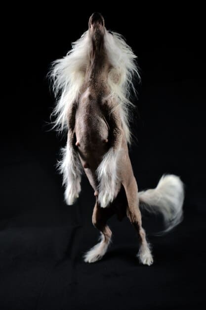 Two contrasting images: one showing a dog with its tail held high and erect, with a confident stance, and another with its tail tucked low between its legs, showing a submissive posture.