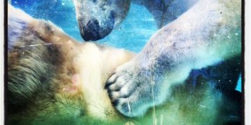 How Animal Sleep Patterns Vary: A REM Cycle Comparison Across Species - Cover Image