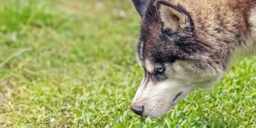 Decoding Animal Communication: The Power of Scent and Pheromones - Cover Image