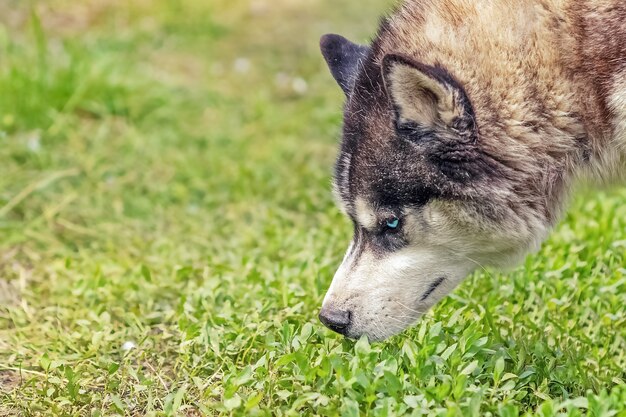 Decoding Animal Communication: The Power of Scent and Pheromones