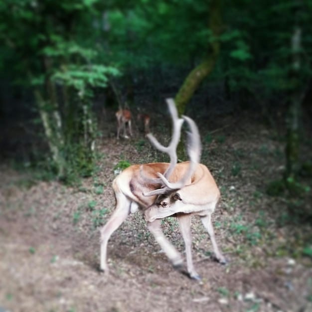 A side-by-side comparison: on one side, a deer cautiously sniffing the air in a forest, and on the other, a fox following a scent trail on the ground. Arrows indicate the direction of scent being carried by the wind.