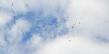 Environmental Changes Impact on Animal Migration Patterns: 2025 Update - Cover Image