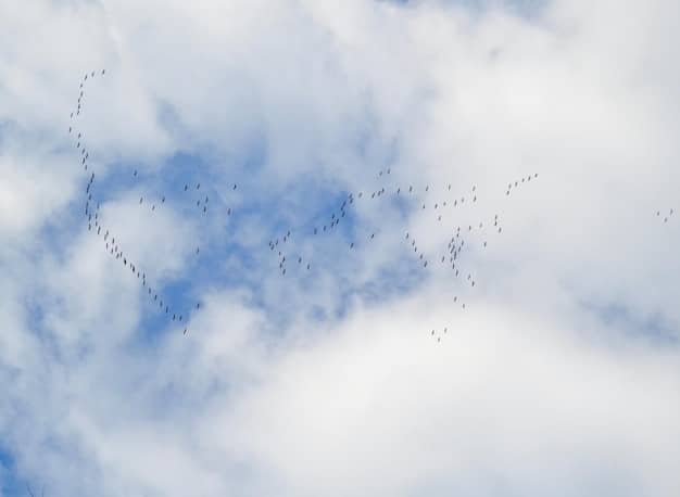 Environmental Changes Impact on Animal Migration Patterns: 2025 Update