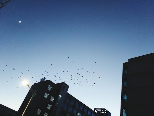 A night scene showing a city skyline with excessive light pollution. Silhouetted against the bright sky are confused birds, disoriented and unable to navigate properly.