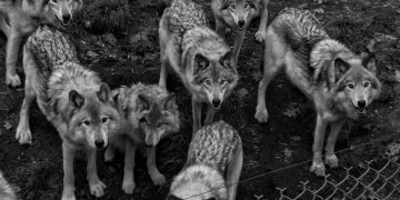 Decoding Animal Social Hierarchies: Dominance, Submission, and Survival - Cover Image