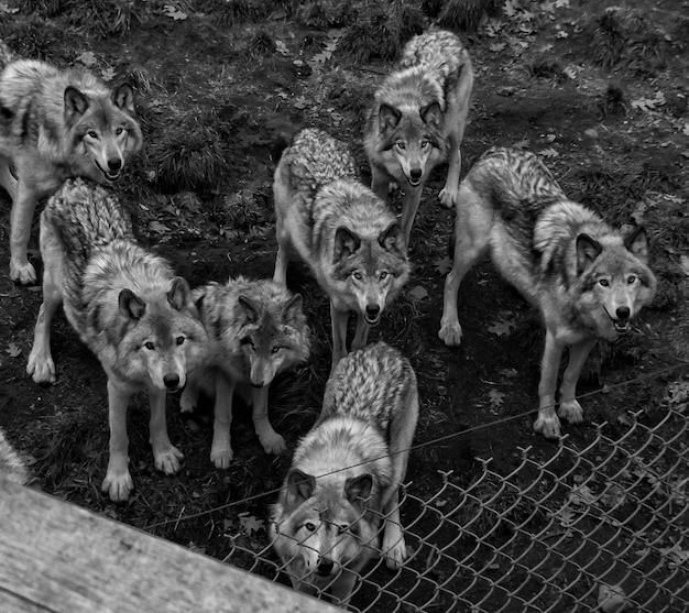 Decoding Animal Social Hierarchies: Dominance, Submission, and Survival