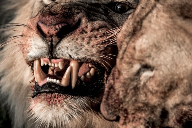 Detailed close-up photograph capturing a male lion asserting dominance within his pride. The lion should have a full mane, be standing tall with a confident posture, and roaring towards other members in the background. The expression on the lion's face shows authority and strength, while the posture of the other lions in the background displays clear signs of submission.
