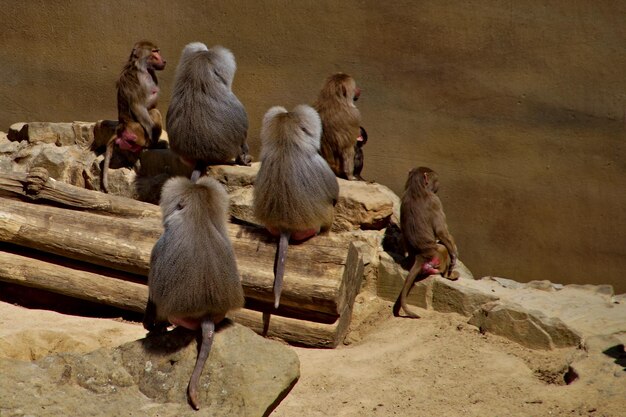 A high-definition image showing a troop of baboons interacting in their natural habitat, likely a savanna or grasslands. Focus should be on a few baboons in the foreground that show clear signs of social interaction which can be dominance behavior such as one grooming another or displaying their big canines. The baboons exhibit various behaviors such as mutual grooming, chasing, and threat displays.