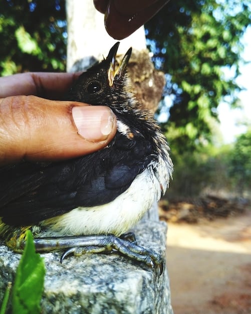 A close-up shot of a New Caledonian crow skillfully using a hooked tool to extract food from a log, showcasing their tool use abilities in a natural setting.