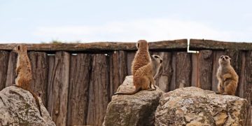 Instinct vs. Learning: Animal Behavior Case Studies in 2025 - Cover Image