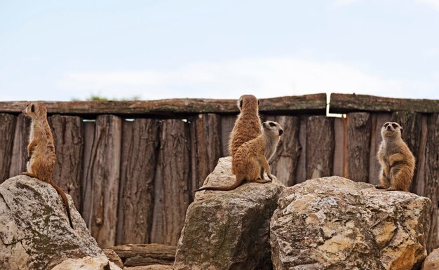 Instinct vs. Learning: Animal Behavior Case Studies in 2025