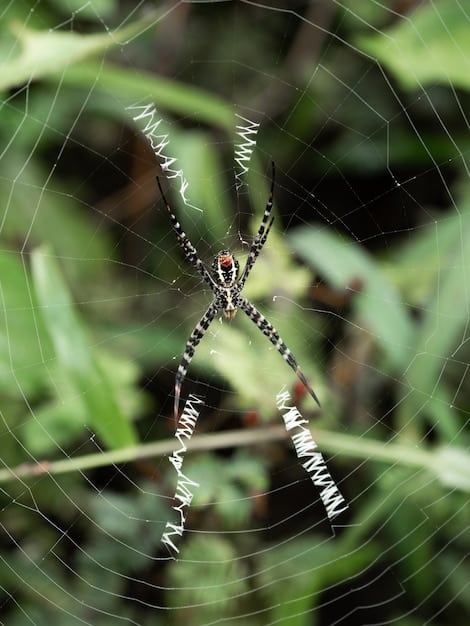 A detailed close-up of a spider spinning a complex web between branches. The web is intricate and symmetrical, showcasing the spider's innate weaving abilities. The background is blurred to emphasize the web's detail.