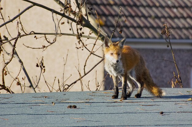 A red fox standing in an urban setting, perhaps near a park or residential area. The fox looks directly at the camera, with a curious and adaptable expression. The background includes houses and greenery.
