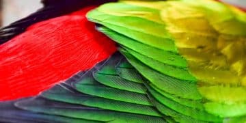 Decoding Bird of Paradise Mating Rituals: A Comprehensive Guide - Cover Image
