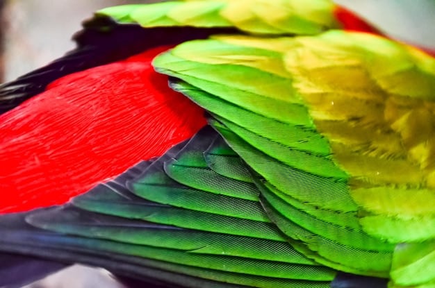 Decoding Bird of Paradise Mating Rituals: A Comprehensive Guide