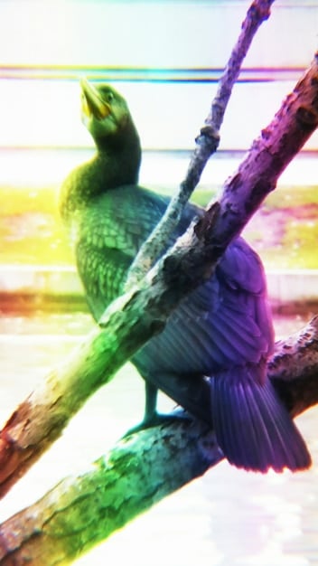 A vibrant male Raggiana Bird of Paradise performing a courtship dance in a rainforest clearing, displaying his colorful plumage and energetic movements.