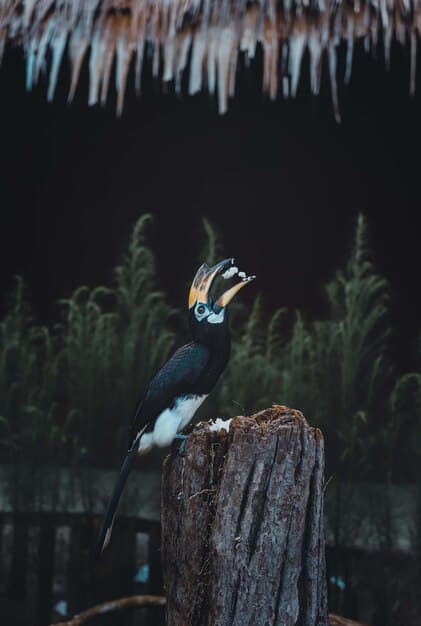 A male Magnificent Riflebird perched on a branch, emitting a loud call as part of his auditory courtship display in the dense foliage of a rainforest.