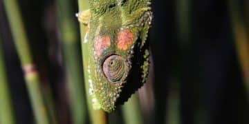 Camouflage and Mimicry: 5 Amazing Examples of Deceptive Animal Behavior - Cover Image