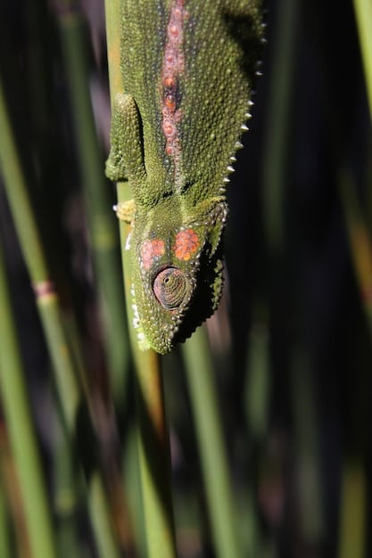 Camouflage and Mimicry: 5 Amazing Examples of Deceptive Animal Behavior
