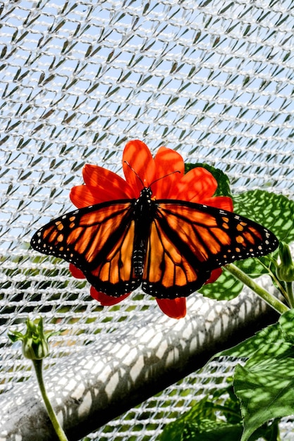 A vibrant picture of a Viceroy butterfly alongside a Monarch butterfly, clearly illustrating the similar orange and black wing patterns that protect the Viceroy from predators due to its mimicry of the toxic Monarch.