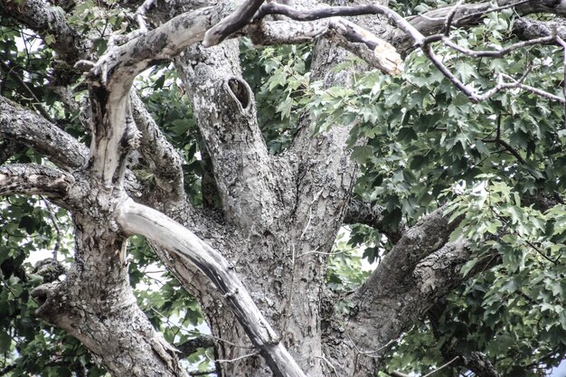 Camouflaged Great Potoo: A photograph of a Great Potoo bird perched on a tree branch, blending seamlessly with the bark due to its feather patterns and posture, making it nearly invisible against the tree.
