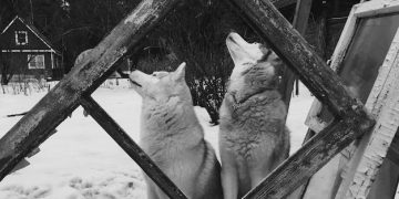 Domestication's Impact: Wild vs. Domestic Animal Behavior - Cover Image