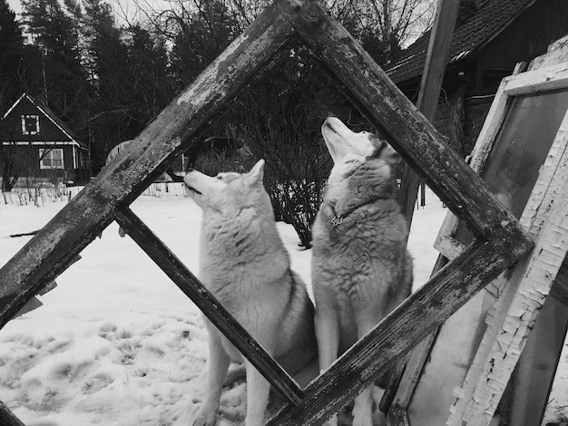 Domestication’s Impact: Wild vs. Domestic Animal Behavior
