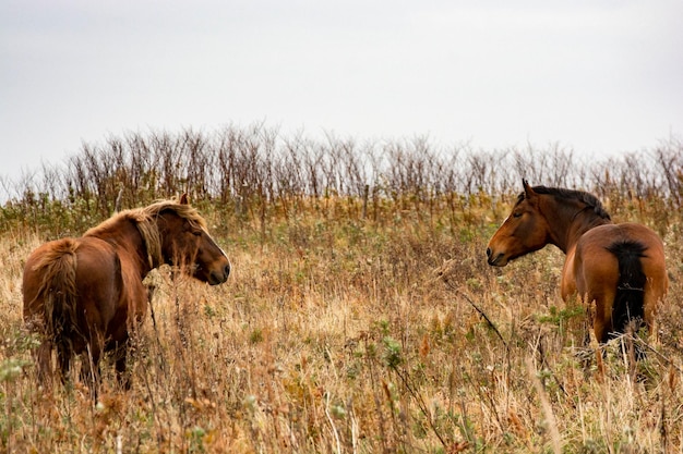 A side-by-side comparison showing a group of wild horses exhibiting natural grazing behavior in a vast grassland and a herd of domesticated horses in a fenced pasture, illustrating the confined and managed lifestyle of domesticated animals.