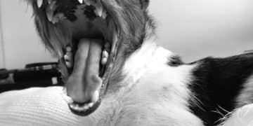 Understanding Animal Aggression: Triggers and Prevention - Cover Image