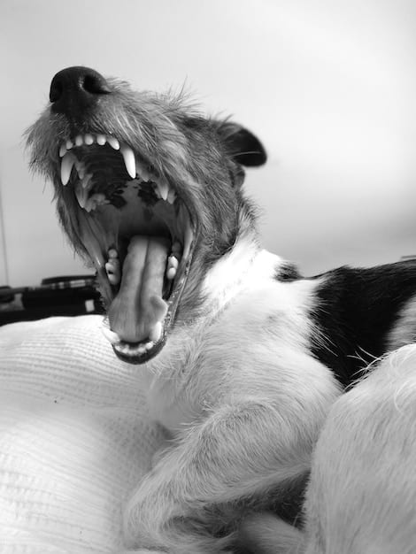 Understanding Animal Aggression: Triggers and Prevention