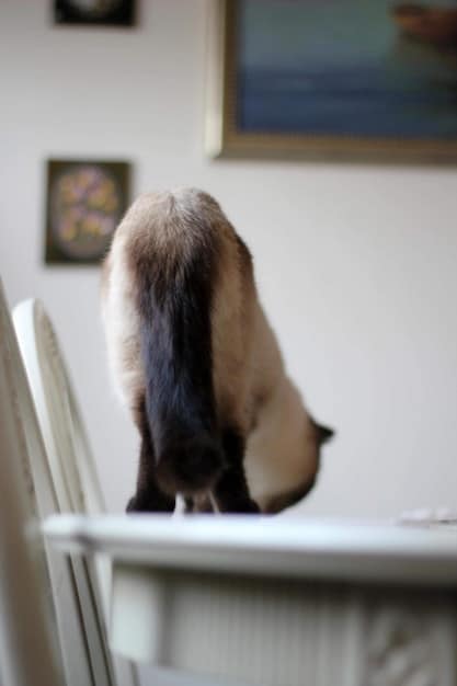 A cat hissing and arching its back, displaying clear signs of aggression and fear, with a blurred background to emphasize the cat's posture.