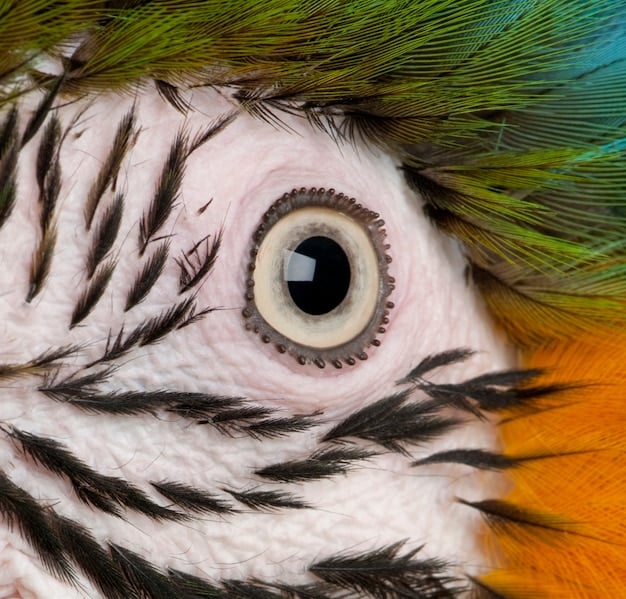 A detailed illustration of a bird's head, highlighting the location of magnetoreceptors in their eyes and beak, showing how they detect magnetic fields. Arrows indicating the direction of the magnetic field lines should be visible.