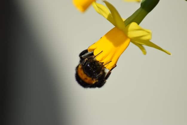 A close-up photograph of a honeybee in flight, with pollen visible on its legs. The background is blurred to emphasize the bee's movement and activity. A diagram overlaid on the image illustrates the bee's use of olfactory cues to locate specific flowers.