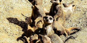 Animal Altruism: Exploring Cooperative Behaviors and Evolutionary Origins - Cover Image