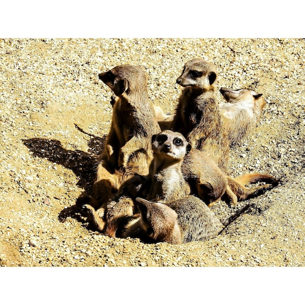 Animal Altruism: Exploring Cooperative Behaviors and Evolutionary Origins