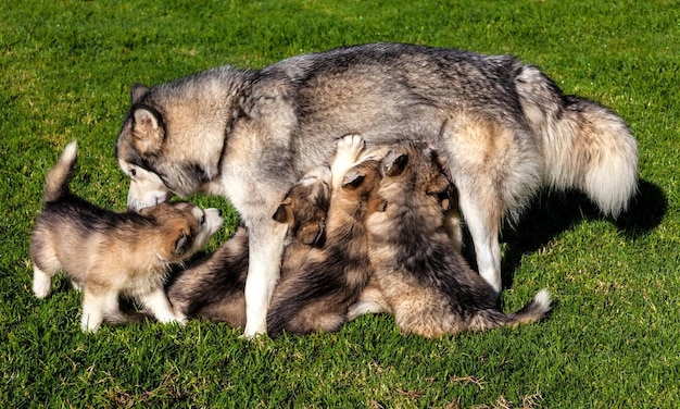 A mother wolf nursing her pups, illustrating kin selection. The image focuses on the tender interaction between the wolf and her offspring, emphasizing the protective aspect of family altruism in wolves.