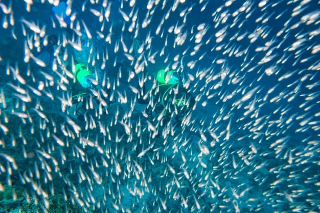 A school of fish forming a defensive ball to protect themselves from predators, illustrating a collective defense mechanism that benefits the group. The image captures the synchronized movement of the fish, emphasizing group cohesion.